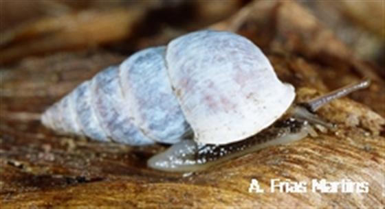 Napaeus pruninus (A.A. Gould, 1847)